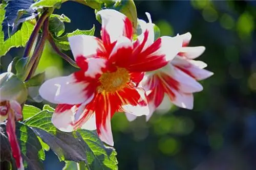 象征友谊的花6大友谊之花盘点