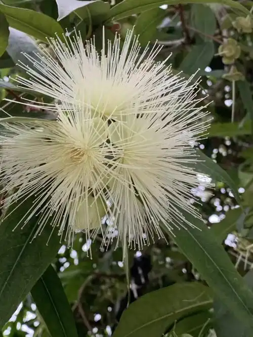 依水而生的水桐树
