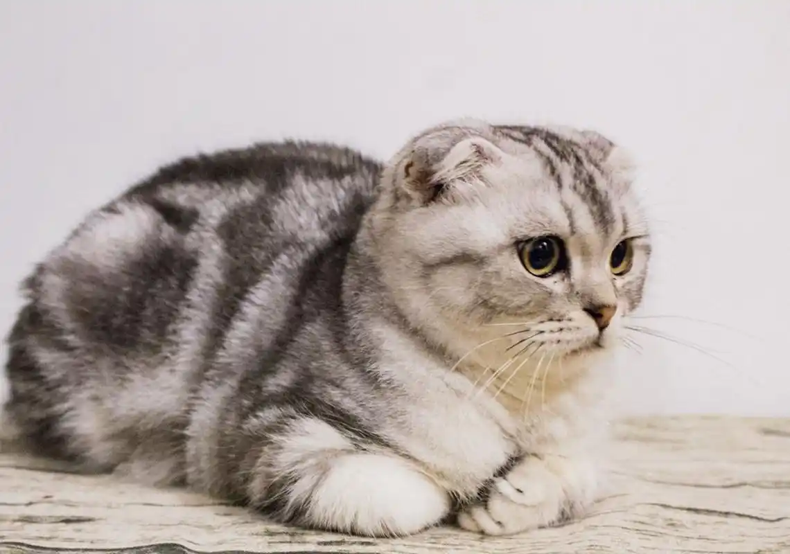 饲养折耳猫需要注意什么事情?