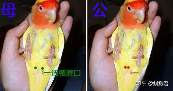 我的俩只鸟都是什么品种,哪只是公,哪只是母?