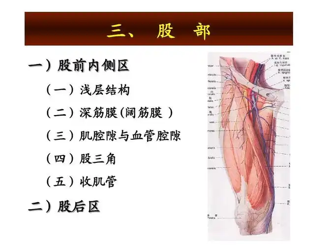 (二)深筋膜(阔筋膜 ) (三)肌腔隙与血管腔隙 (四)股三角 (五)收肌管