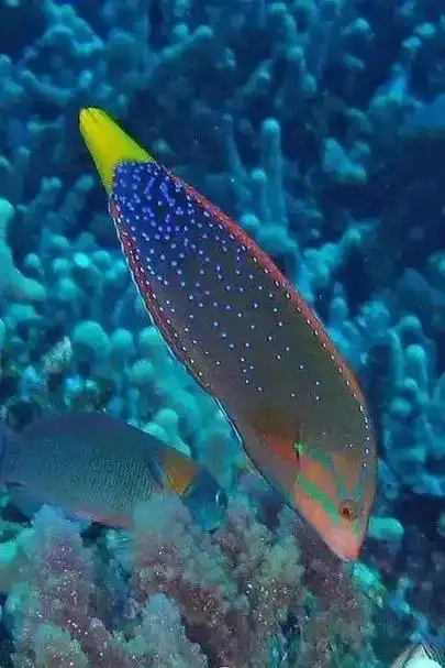 100多种海里鱼欣赏