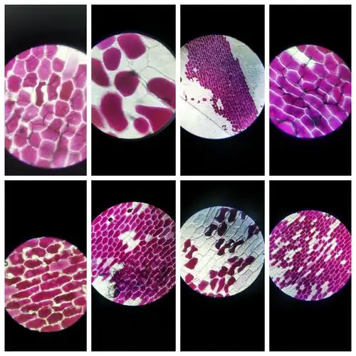 我们做了质壁分离和质壁分离的实验,孩子们表现总体上很不错,锻炼了