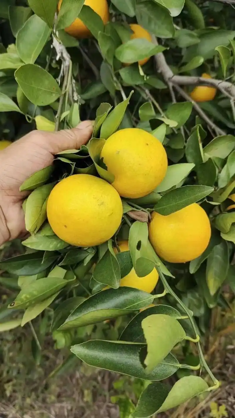 一年一度的德庆皇帝柑上市啦.自家大姨种植,保证正宗; - 抖音
