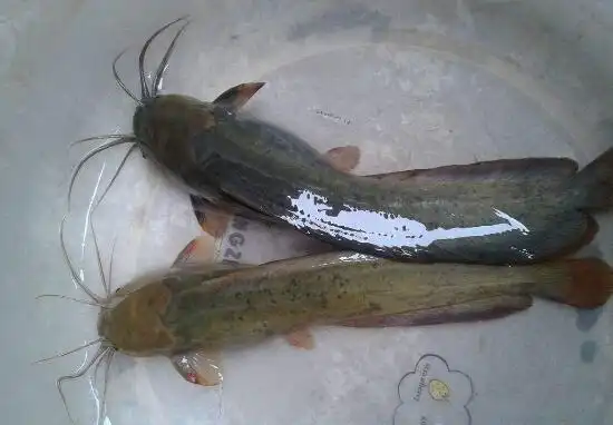 钓鲶鱼用什么饵料?钓鲶鱼的饵料配方有哪些?