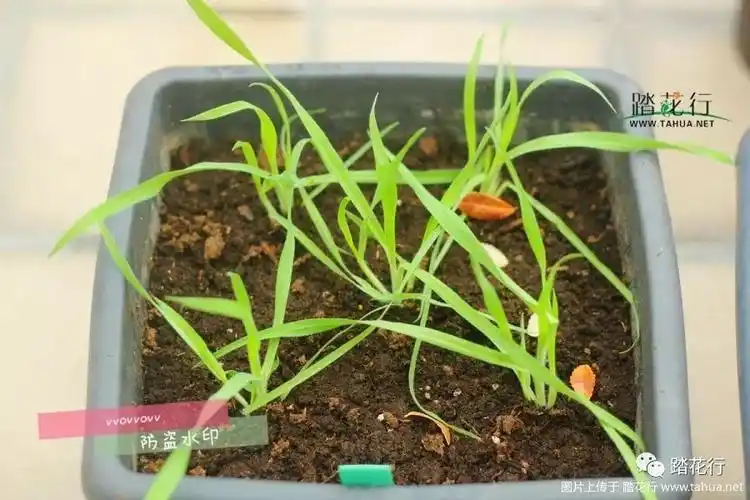 兔尾草种植经验总结