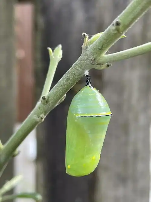 徒手养了群毛毛虫又接茧啦