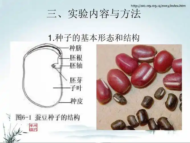 植物生物学实验四 种子和根的形态结构ppt