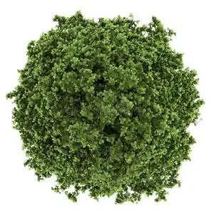 白色隔离的马蹄树俯视图照片