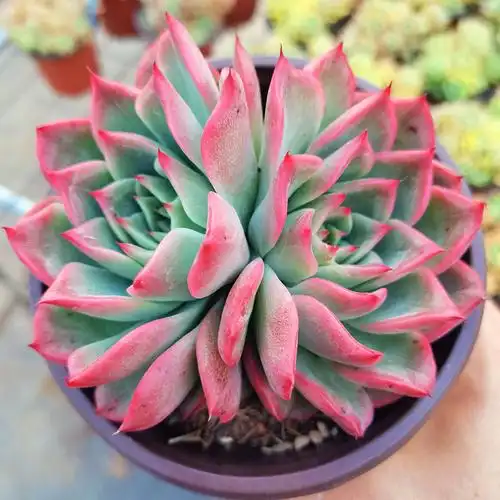 超大弗罗瑞安娜多肉一物一拍清棚多头头大冬季多肉植物