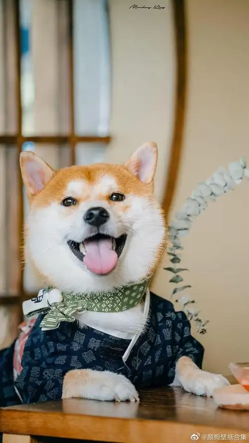 给柴犬弟弟找新家啦,纯血统,品相好,性格活泼