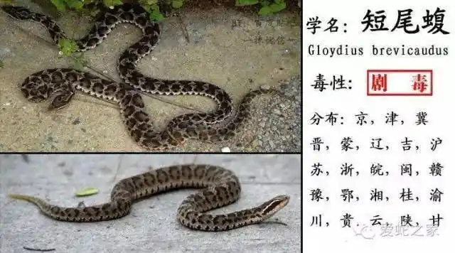 中国蛇类图鉴蛇咬伤识蛇宝典