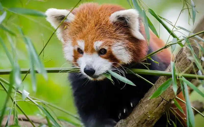 这才是小熊猫,不是幼年时期的大熊猫