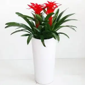 空气凤梨花净化空气