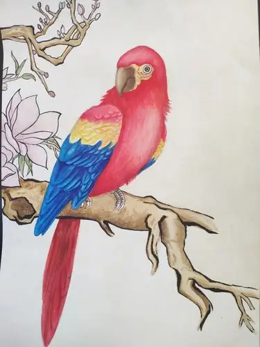一个画的不咋滴的鹦鹉,水彩练习