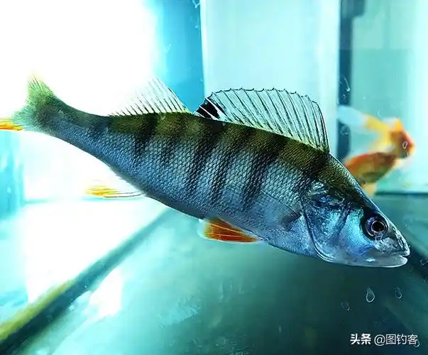 冷水鱼大全品种,新手养鱼冷水养有哪些品种好