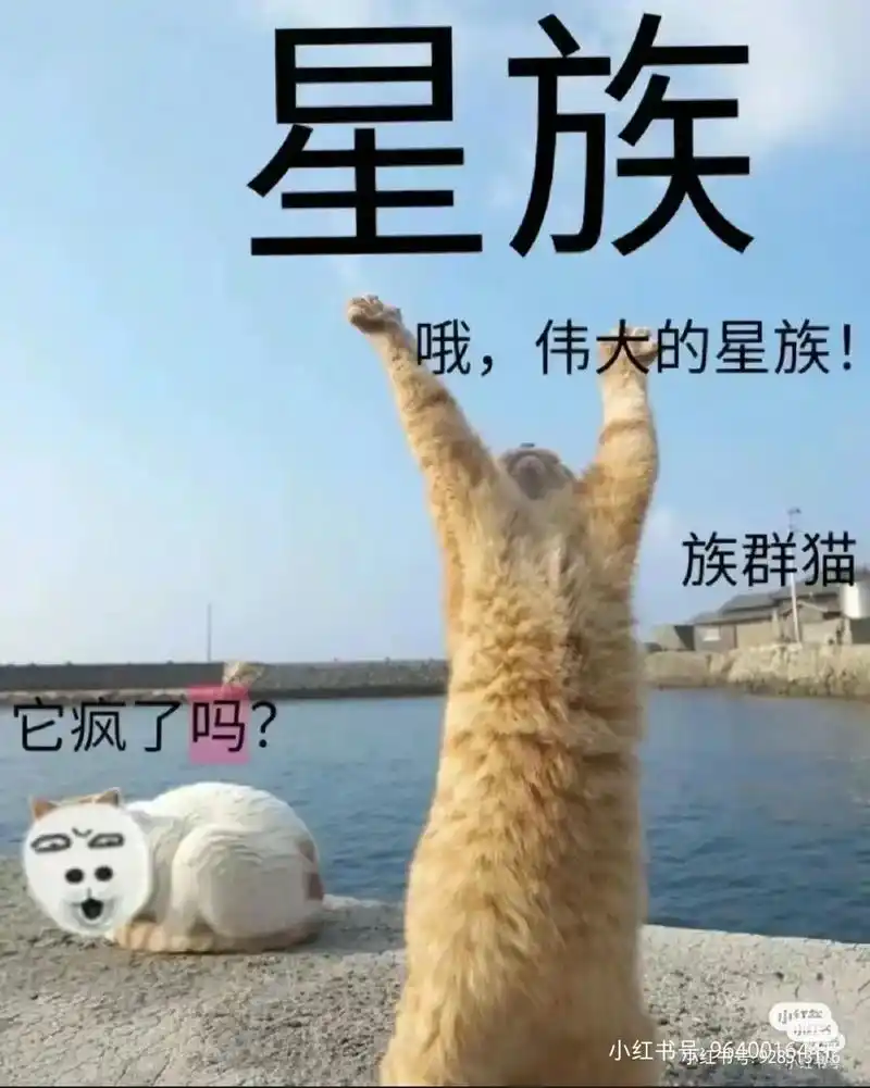 梗图 猫武士.哈哈,我真勤快呀,一天更两个视频 - 抖音