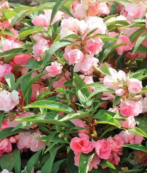 凤仙花怎么养?养盆栽凤仙花十八大问题解答