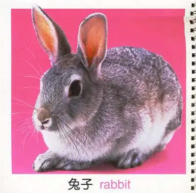 超级宝宝膝盖书:小动物(基础版)