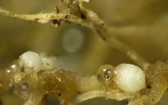 新京报在我国首次发现马铃薯金线虫和甜菜孢囊线虫两种重大检疫性线虫