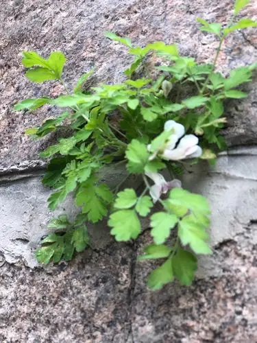 在石缝里生长的小草,开出小花,虽然艰辛,仍然努力的展示自己.