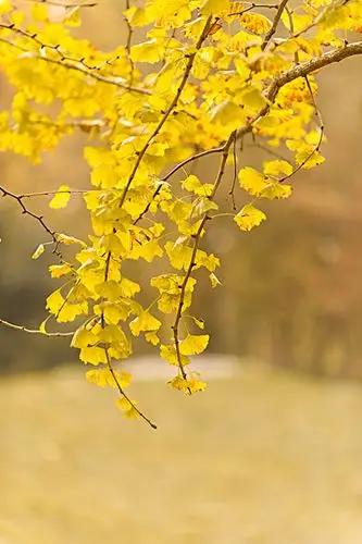 银杏树图片_图片大全