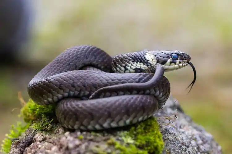 剧毒蛇王黑曼巴蛇,它是世上最恐怖的蛇之一,看完也不是那么怕了_毒液