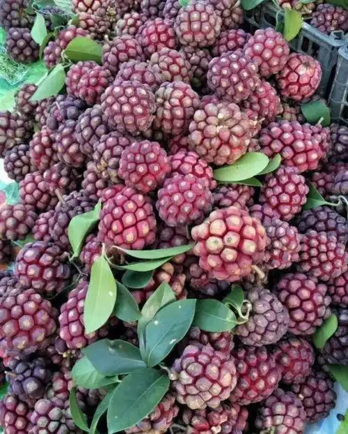 10块出头一斤的黑老虎