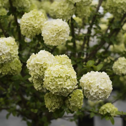 中华华木绣球斗球木本植物白色大花庭院楼顶阳台时令草本花卉