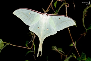 果壳【城市物种日历】9月13日 绿尾大蚕蛾