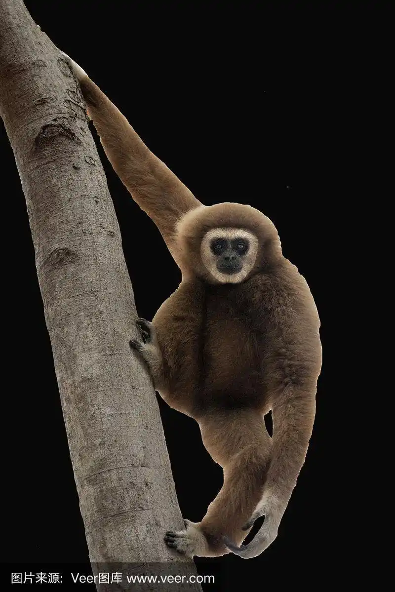 森林里的野生白手长臂猿