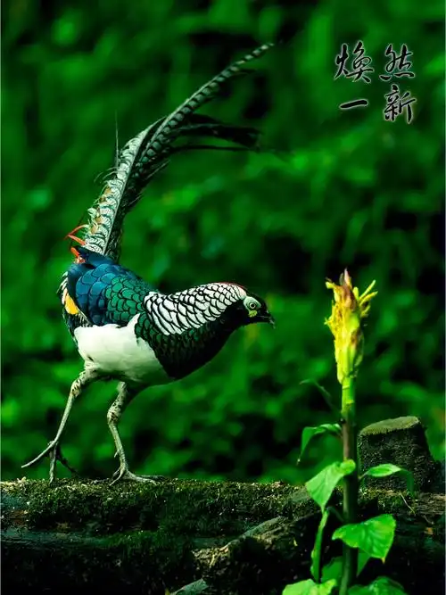 chrysolophus amherstiae (leadbeater, 1829),雉科锦鸡属的一种鸟类