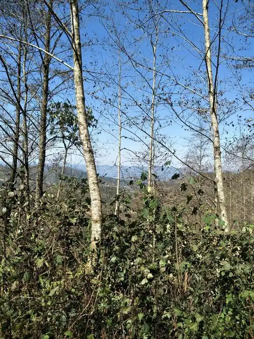 冬瓜树,叶落光,干干净净迎新春