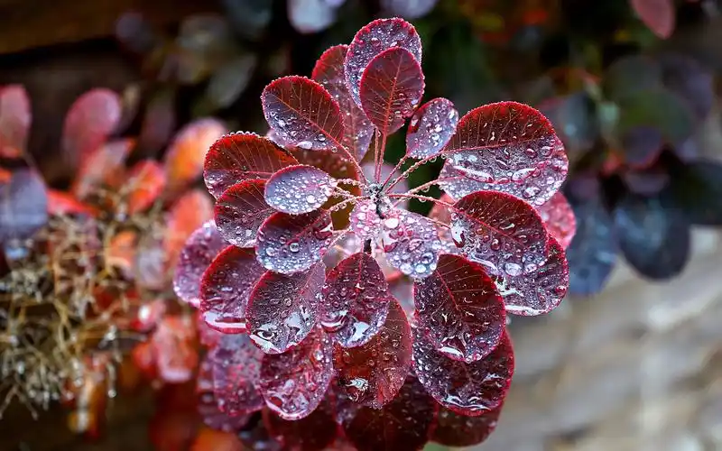露珠,叶子,植物,自然,高清,壁纸