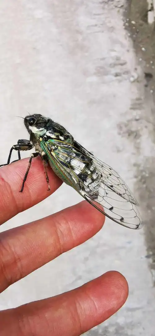 云南怒江大峡谷高黎贡山蝉