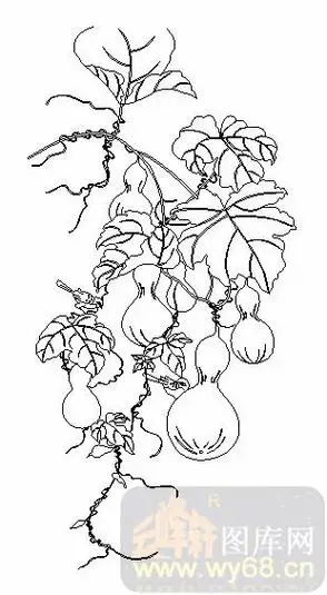 葫芦藤简笔画 葫芦藤简笔画图片大全