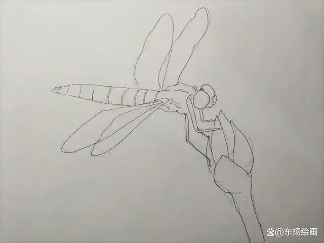 蜻蜓线描写生,这样画蜻蜓你也能学会