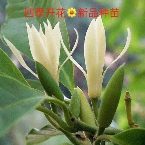 玉兰花树苗黄角兰白玉兰盆栽室内浓香庭院四季黄玉兰盆栽当年花苞