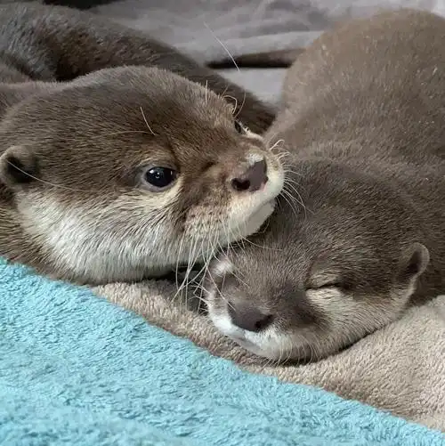 【水獭】水獭在被窝里躲猫猫【小太郎和哈娜】