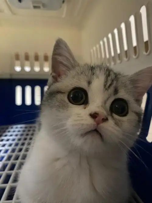 猫咪这样子的泪痕怎么去