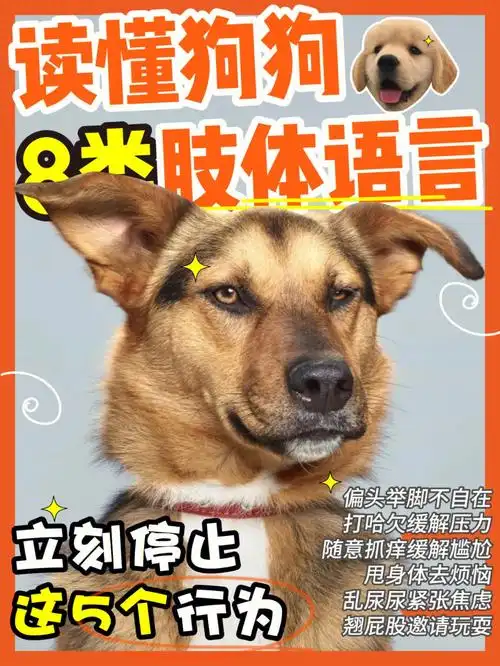 新手养狗丨狗狗常做8类肢体语言背后的含义