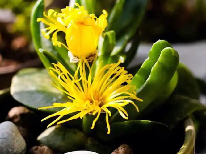 每日一花佛手掌