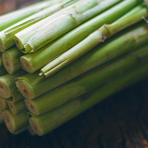 所有关于柠檬草lemongrass