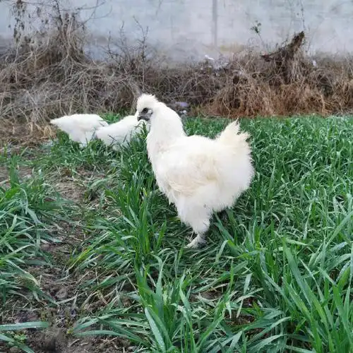散养泰和竹丝白羽乌骨鸡活苗白凤乌鸡母鸡孕妇整鸡