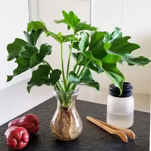 水培室内绿植花卉客厅适合懒人植物好养驱蚊绿植