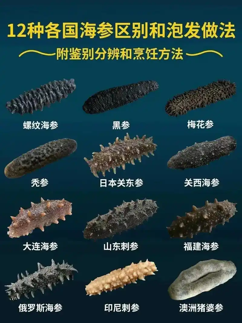 不同种类的海参大小形态也有很大的差异 - 抖音