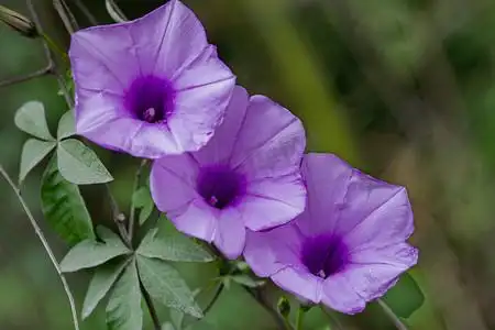 白天户外三朵牵牛花在春天里盛开摄影图配图