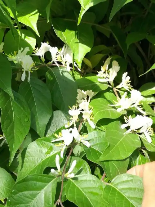 它白瓣黄蕊,叫什么名字,也不知道.反正喜欢它的洁白,淡雅