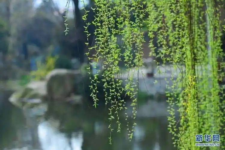 在河北遇见春天