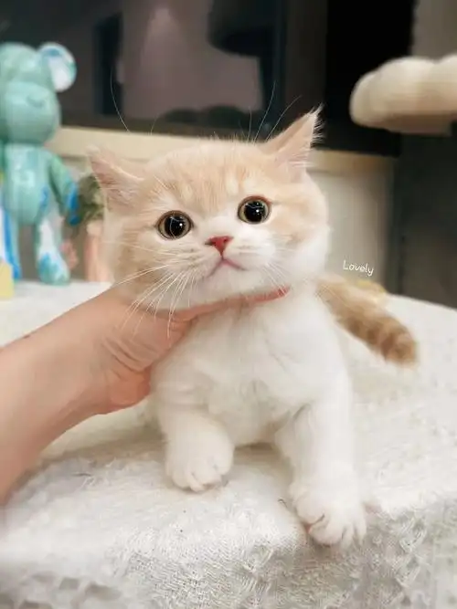 小白菜02月龄会小一点哦#我家宠物好可爱  #吸猫  #杭州猫舍  #英短